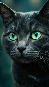 صور قطط سوداء واقعية بجودة 4K