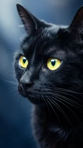 صور قطط سوداء واقعية بجودة 4K