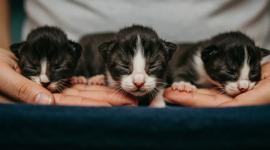 كم تستغرق ولادة القطط؟