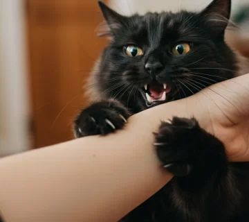 عضة القطة كيف تتعامل معها ومتى تذهب للطبيب؟