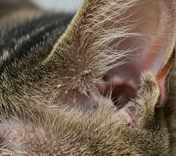 فطريات أذن القطط كيف تكتشفها وتعالجها في الوقت المناسب؟