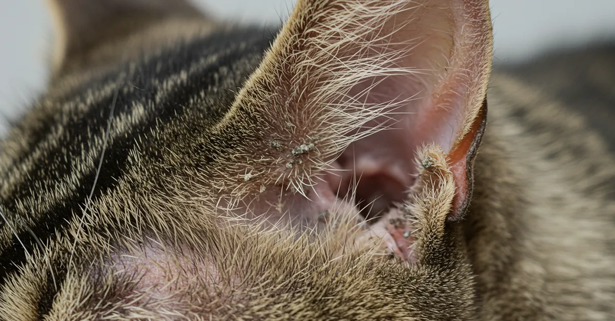 فطريات أذن القطط كيف تكتشفها وتعالجها في الوقت المناسب؟