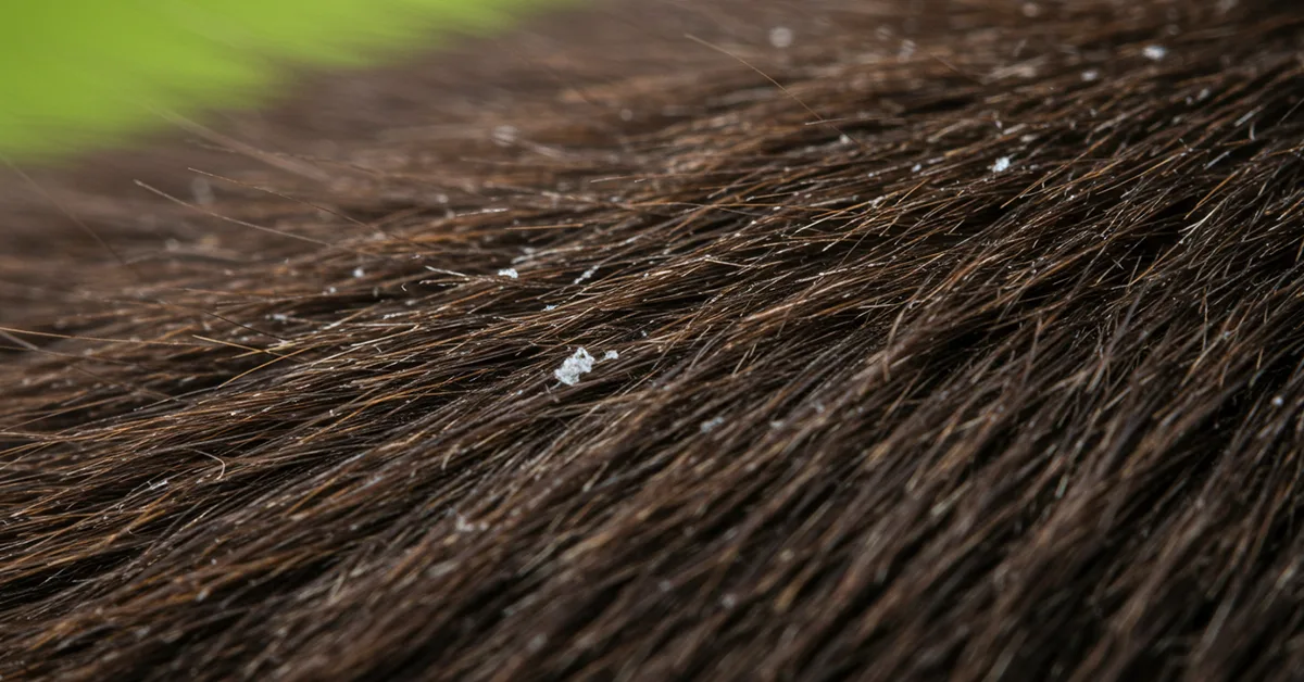 قشرة القطط الأسباب، الأعراض، والعلاج الفعّال في المنزل