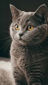 خلفيات سكوتش ستريت