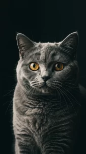 خلفيات سوداء قطط بريطانية