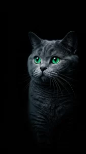 خلفيات سوداء قطط بريطانية