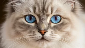 خلفيات عالية الوضوح لكل الأجهزة