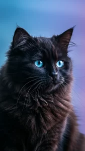 خلفيات قطط الهملايا سوداء