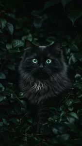 خلفيات قطط رادغول سوداء