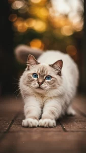 خلفيات قطط راغدول بيضاء أنيقة