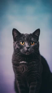 خلفيات قطط سوداء أنيقة 