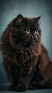 خلفيات قطط شيرازي للجوال