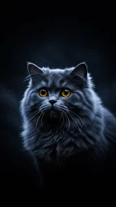 خلفيات قطط فارسية داكنة