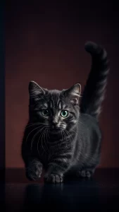 خلفيات قطط مونتشكين فخمة