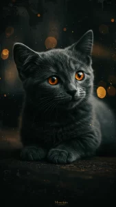 خلفيات قطط مونتشكين فخمة