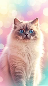 خلفيات قطط هملايا للانستغرام