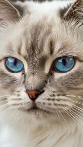 خلفيات قطط هملايا للهواتف
