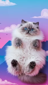 خلفيات قطط هملايا مضحكة