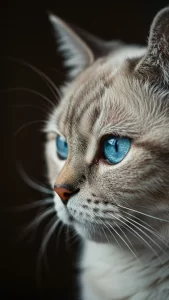 سكوتش ستريت بلقطات احترافية فاخرة