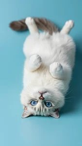 صور قطط راغدول بتعابير مضحكة