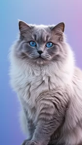 صور قطط رمادية