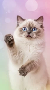 صور قطط مضحكة