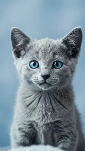 خلفيات القط الأزرق الروسي صغيرة ورقيقة