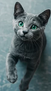 خلفيات القط الأزرق الروسي صغيرة ورقيقة
