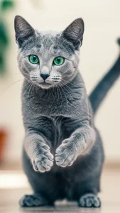 خلفيات القط الأزرق الروسي للآيفون