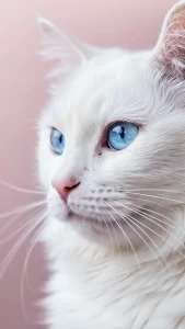 خلفيات قطط الانجورا التركي الآيفون