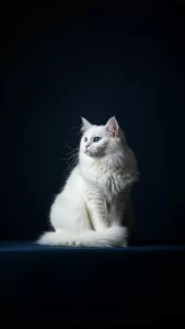 خلفيات قطط الانجورا التركي سوداء 