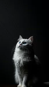 خلفيات قطط الانجورا التركي سوداء