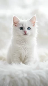 خلفيات قطط الانجورا التركي صغيرة