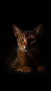 خلفيات قطط حبشية فخمة وسوداء