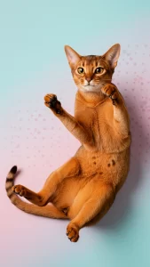 خلفيات قطط حبشية للواتساب