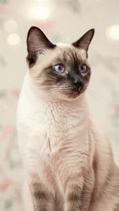 خلفيات قطط سيامي انستغرام