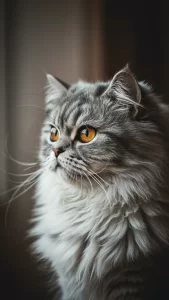 خلفيات قطط شانشيلا إنستغرام