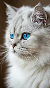 خلفيات قطط شانشيلا بيضاء ناعمة