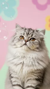 خلفيات قطط شانشيلا تضحك مناسبة للواتساب