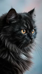 خلفيات قطط شانشيلا سوداء