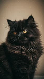 خلفيات قطط شانشيلا سوداء