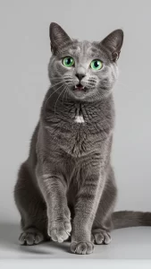 خلفيات قطط مرحة للتواصل الاجتماعي