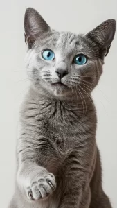 خلفيات قطط مرحة للتواصل الاجتماعي