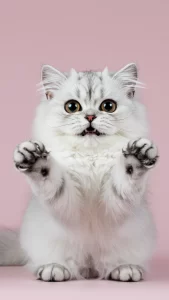 صور طريفة لقطط شانشيلا بتعابير مرحة