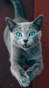 صور مضحكة للقط الأزرق الروسي