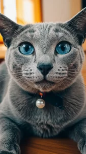 صور مضحكة للقط الأزرق الروسي