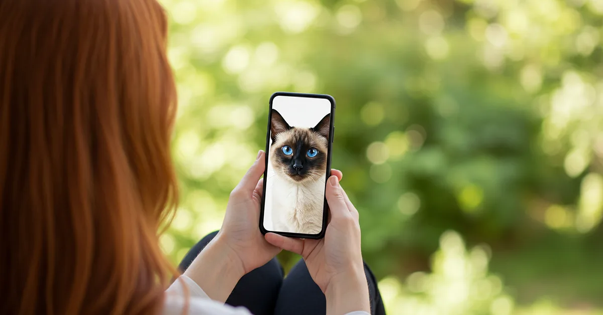 خلفيات قطط حبشية بجميع الأذواق: كيوت، فخمة، مضحكة لهاتفك