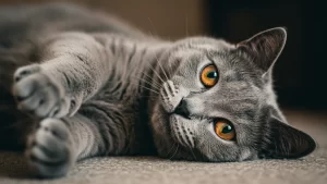 خلفيات ايباد قطط شارتروه