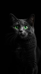 خلفيات شارتروه بخلفية سوداء