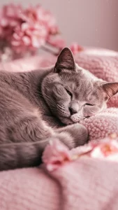 خلفيات شارتروه بخلفية وردية